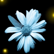 Anne
